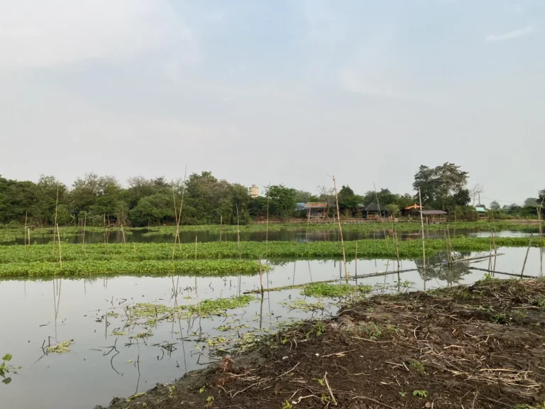 ขายด่วนที่ดินติดริมน้ำ ติดถนนราคาถูกใกล้ชุมชน ใกล้ตลาด ใกล้จุดขึ้นลงทางด่วน เนื้อที่ 8-3-50ไร่วิวสวยอากาศดีสงบร่มรื่น