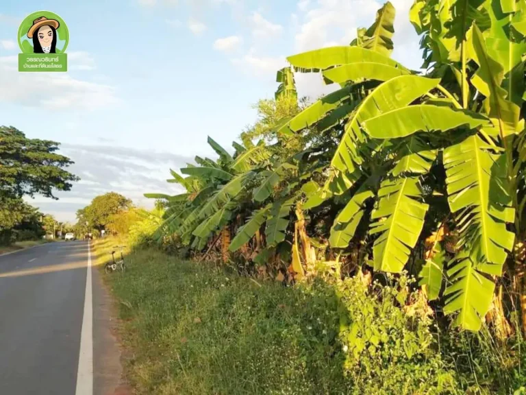 ที่ดินแปลงสวยพร้อมโกดังตทุ่งมน คำเขื่อนแก้ว-ยโสธร