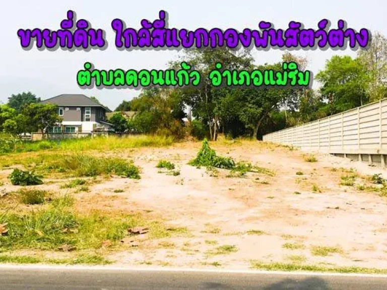 ขายที่ดิน ใกล้สี่แยกกองพันสัตว์ต่าง ตำบลดอนแก้ว อำเภอแม่ริม จังหวัดเชียงใหม่