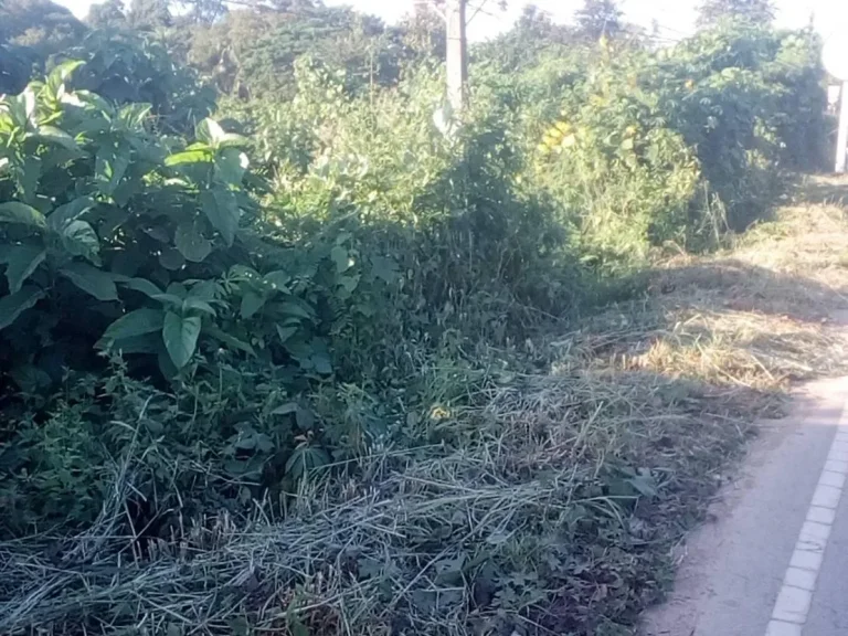 ขายที่ดิน 9 ไร่ติดแม่น้ำโขงเชียงคานติดฟุตบาทเดินเล่นริมโขงสวย