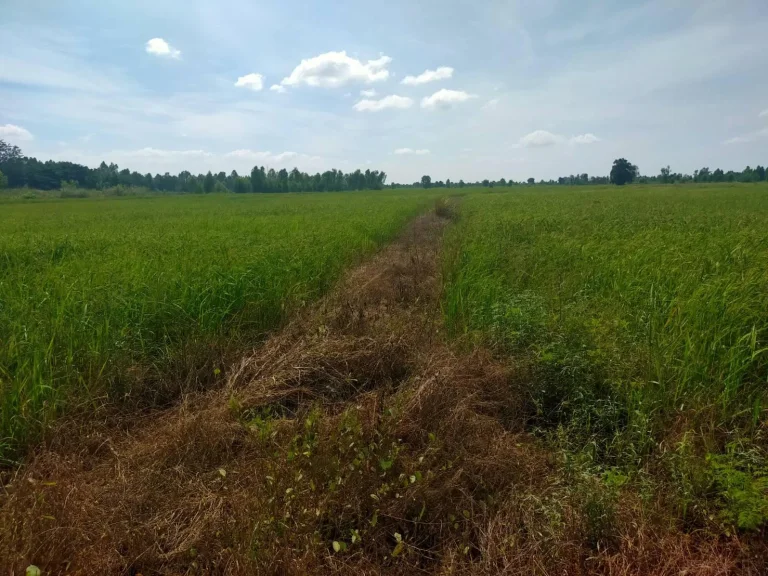 ที่ดินทำเกษตรดินดี น้ำดี อวิเชียรบุรี จเพชรบุรณ์