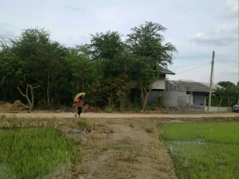 ขายที่ดินโฉนดครุฑแดงราคาถูก สามชุก จังหวัดสุพรรณบุรี