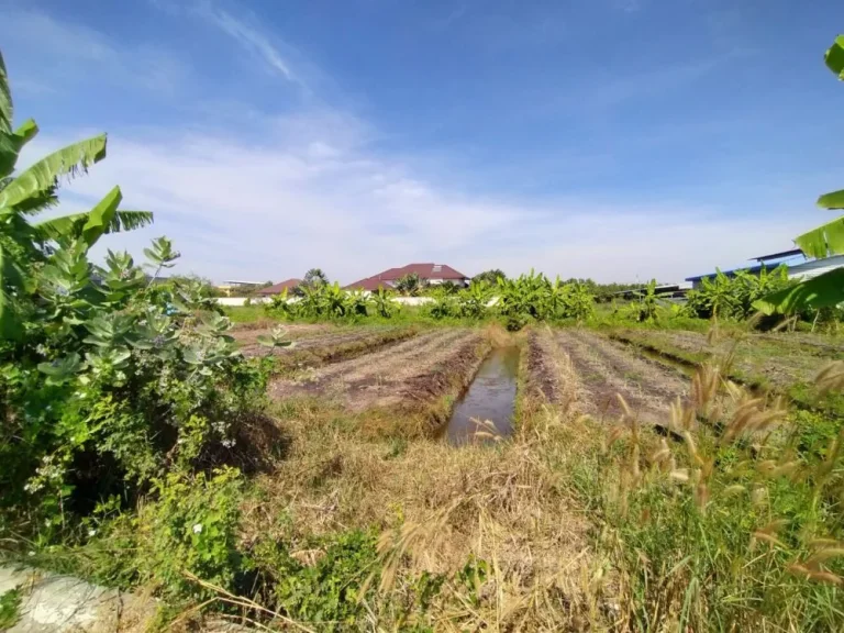 ขายที่ดิน 2งาน ถนนคลอง4 ตะวันตก 18 ตคลองสี่ อคลองหลวง จปทุมธานี