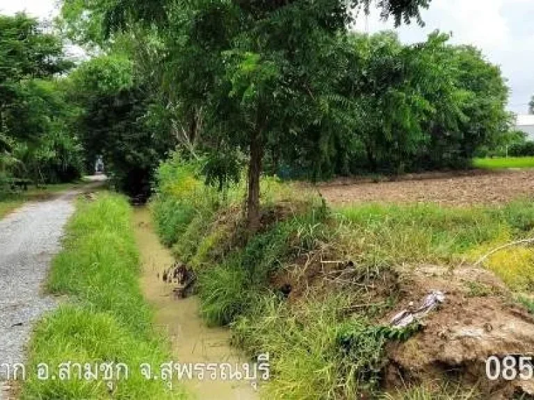 ขายที่ดินโฉนด ตหนองผักนาก อสามชุก จสุพรรณบุรี