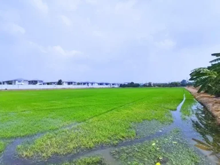 ขาย ที่ดิน ใกล้รถไฟฟ้าคลองบางไผ่ บางรักพัฒนา 26 ไร่ 32 ตรวา แปลงสวยสี่เหลี่ยม เหมาะทำโครงการหมู่บ้าน