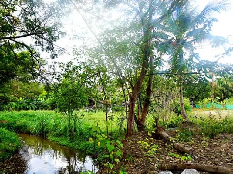 ขายที่ดิน ติดลำธารธรรมชาติ ด้านหน้าติดถนน ถนน แม่ริม-สะเมิง ตำบลแม่แรม อำเภอแม่ริม