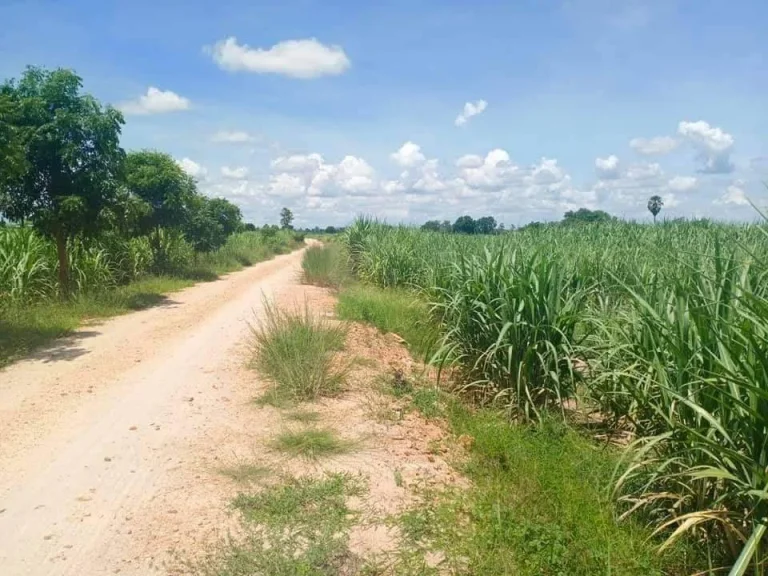 ขายที่ดิน ไร่อ้อย ราคาประเมินดี ขายโครตถูก สุพรรณ