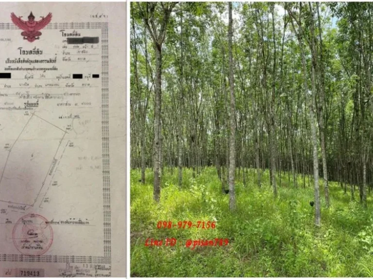ขายที่ดินสวนยาง 54 ไร่ 1 งาน 40 ตารางวา ตำบล สะตอ จังหวัดตราด ปลูกยางพาราเต็มพื้นที่ มีท่อน้ำดิบผ่านหน้าสวน