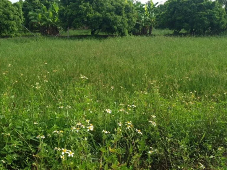 ขายที่ดินบ้านแม่สลาบ ชมภู สารภี ราคาถูก