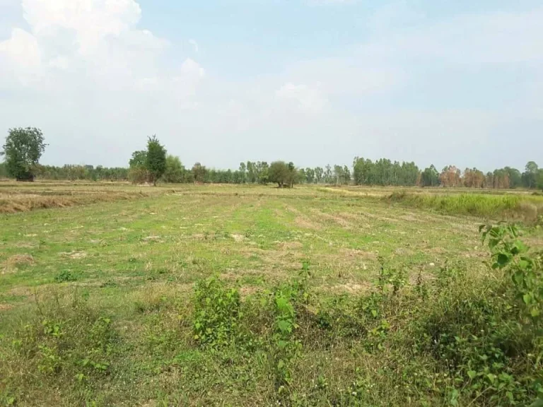 Land for sale on Mittraphap Road Udon Thani City ขายที่ดินติดถนนมิตรภาพ เมืองอุดรธานี หนองไผ่ อุดรธานี