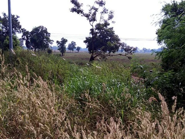 ขายที่ดิน 97 ไร่ ติดถนนห่างตัวเมืองพิจิตรประมาณ 20 โล