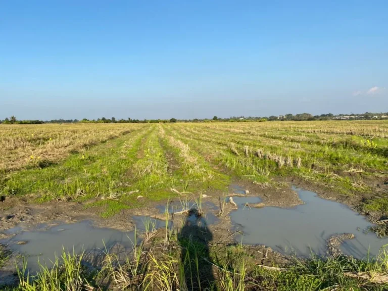 ราคาถูกมาก ที่นาดินดีน้ำดีมีโฉนด