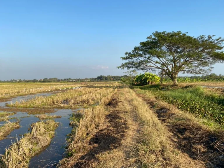 ราคาถูกมาก ที่นาดินดีน้ำดีมีโฉนด