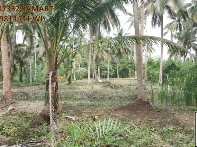 ที่ดิน 1 ไร่เศษ โคตรสวย โคตรคลองใหญ่ นางตะเคียน ติดลาดยาง สวยจัดๆ