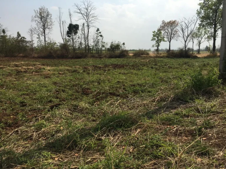 ขายที่ดินทำโครงการบ้านจัดสรรถูก ติดถนนสายหลัก หนองบัวลำภู-ศรีบุญเรือง -เนื้อที่ 48 ไร่ ขายยกแปล 350000 บาทไร่