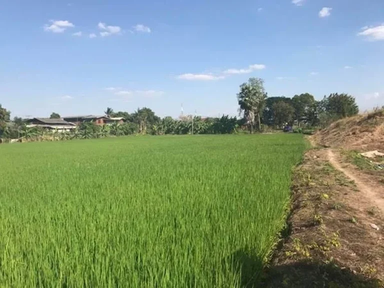 ขายที่ดินจังหวัด อยุธยา อยู่ที่ตำบล บ้านใหม่มะขามหยอง อำเภอ พระนครศรีอยุธยา