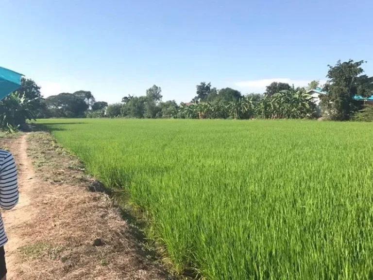 ขายที่ดินจังหวัด อยุธยา อยู่ที่ตำบล บ้านใหม่มะขามหยอง อำเภอ พระนครศรีอยุธยา