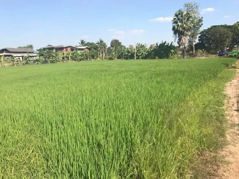 ขายที่ดินจังหวัด อยุธยา อยู่ที่ตำบล บ้านใหม่มะขามหยอง อำเภอ พระนครศรีอยุธยา