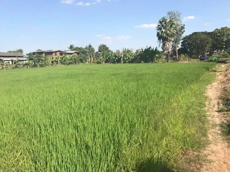 ขายที่ดินจังหวัด อยุธยา อยู่ที่ตำบล บ้านใหม่มะขามหยอง อำเภอ พระนครศรีอยุธยา