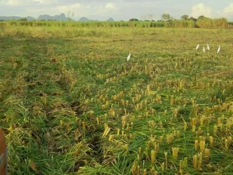 ขายที่ดิน 21 ไร่ ตหนองแก อพระพุทธบาท จสระบุรี ราคา 3 ล้านบาท