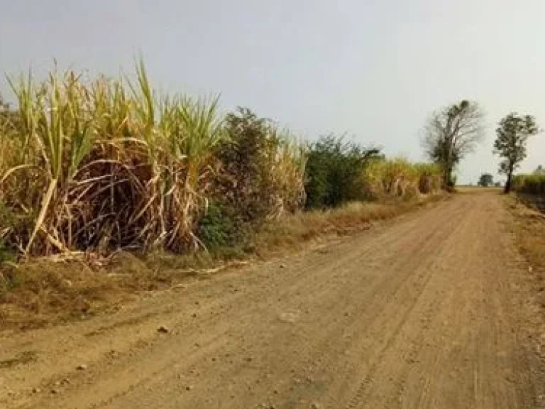 ขายไร่อ้อยโคตรถูก ตซอนสมบูรณ์ อหนองม่วง จลพบุรี 32 ไร่ 2 งาน 66 ตรวา