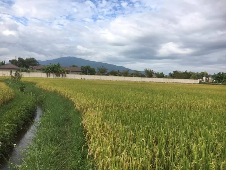 ขายที่ดินหางดง ติดคลองชลประทาน