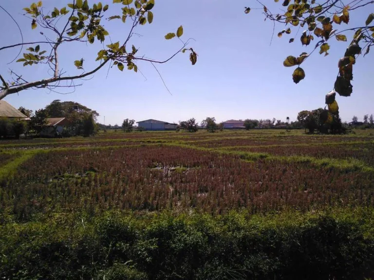 ขายที่ดินติดถนนบ้านถวาย พื้นที่สีชมภู