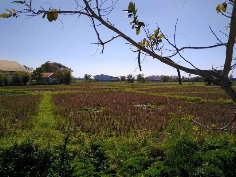 ขายที่ดินติดถนนบ้านถวาย พื้นที่สีชมภู