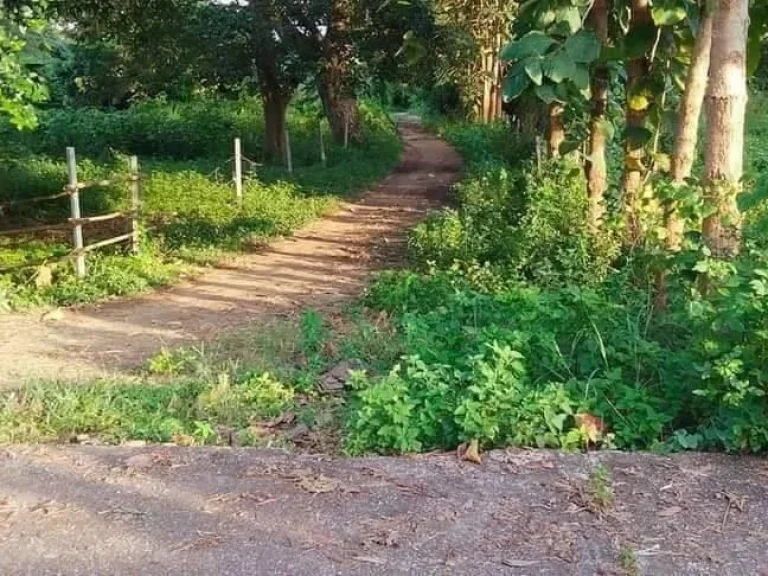 ขายที่สวนเกษตรผสมผสาน เชียงดาว พร้อมโอนราคาถูก