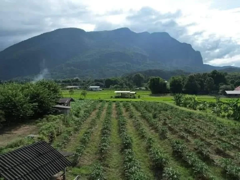 ขายที่ดินวิวดอยหลวง เชียงดาว บ้านเมืองงายโฉนด