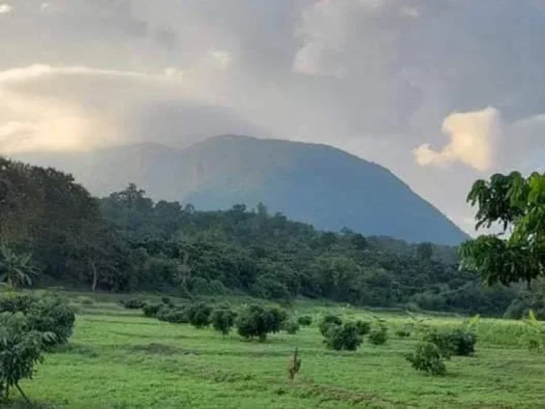 ขายที่สวนลำใยเชียงดาว เห็นวิวดอยหลวง โฉนดพร้อมโอน