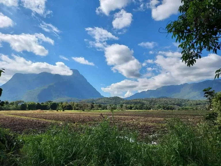 ขายที่สวนลำใยวิวดอยหลวงเชียงดาว ห่างจากถนนหลัก400เมตร