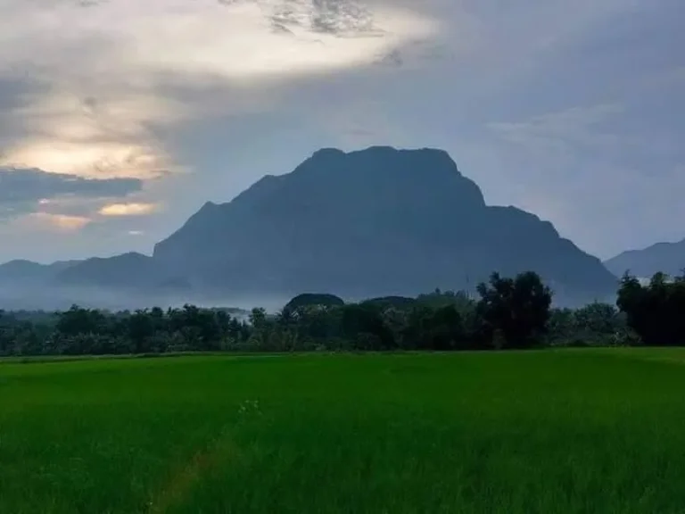 ขายที่สวนติดวิวดอยหลวง เชียงดาว ห่างตัวเมืองเพีย 3 กม