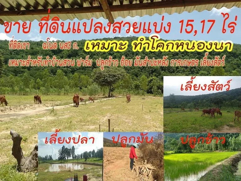 ขายด่วนที่ดินแปลงสวยแบ่งขาย 15และ 17ไร่ ติดภูเขา บ้านสวน เพาะปลูกข้าว อ้อย มันสําปะหลังการเกษตร เลี้ยงสัตว์ ไร่ละ 150000 บาท