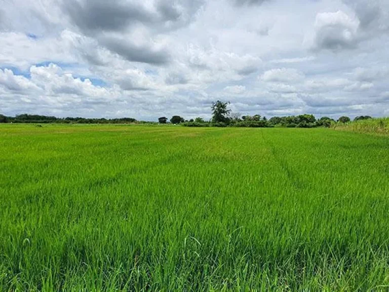 ฮวงจุ้ยดี ที่สวย บรรยากาศแบบทุ่งนาธรรมชาติ ติดคลอง ท่าสารบางปลา3 ด้าน ติดทาง2ด้าน ใกล้มหาลัยเกษตรกำแพงแสน 7321 ไร่