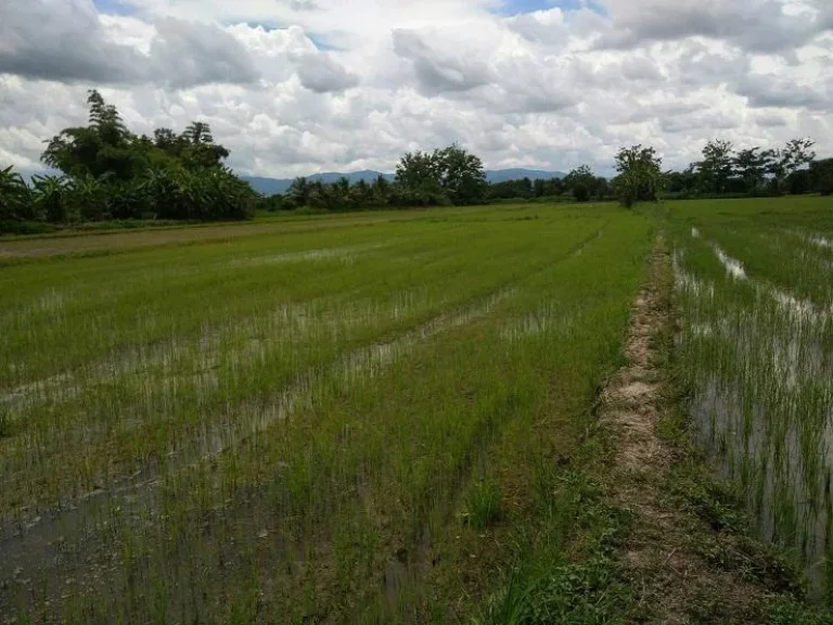 ที่ดินใกล้สนามบิน ศูนย์ราชการ ขายด่วน ถูกมาก ยกแปลง 95 ไร่ โฉนด