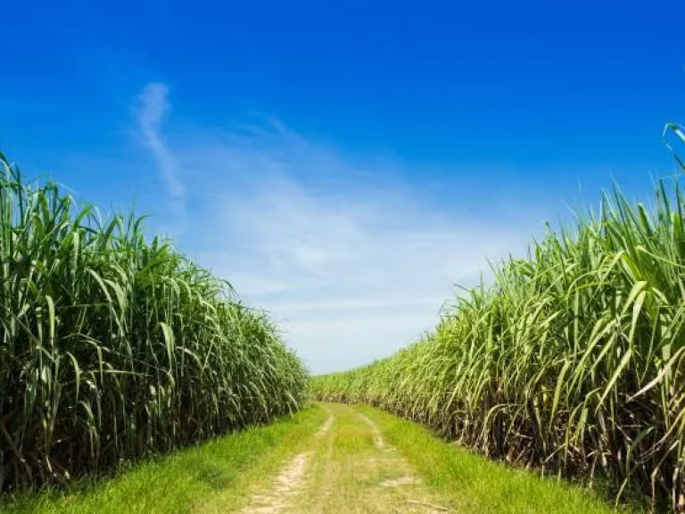 ขายที่ดิน 250000ไร่ สำหรับปลูกอ้อยSugarcane farms for sale ทำการเกษตร ราคาต่อรองได้ค่ะ