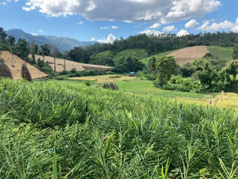 ขายที่ดินเนินสโลป ติดยอดวิว 180องศาสะเมิงโฉนด