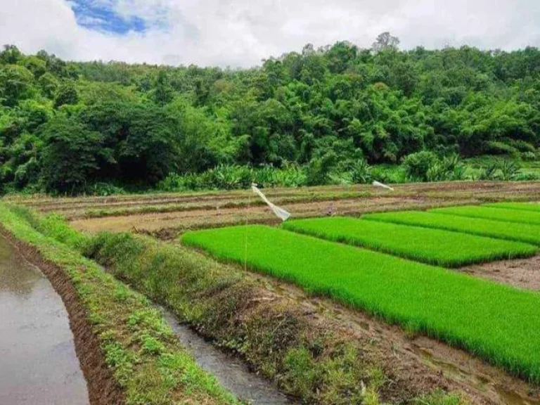 ขายที่นาลำธารน้ำไหลผ่าน ห่างถนนหลักเพียง 400เมตรเชียงดาวโฉนด