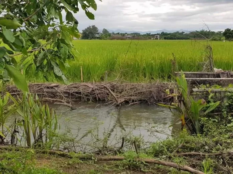 ขายบ้านสวนพร้อมผลไม้นานาชนิด มะขุนหวานสันป่าตองพร้อมโอน