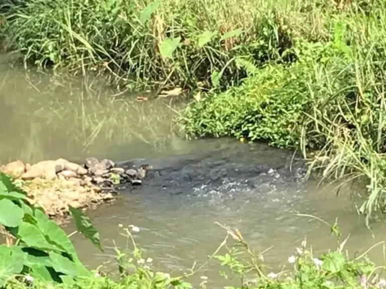 ขายที่ดินสวนลำใยติดลำน้ำแม่ออน ออนเหนือโฉนด