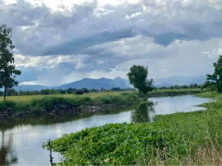 ขายที่สวนลำใยติดลำธารน้ำ บ้านเปียง สันป่าตอง ราคาถูก