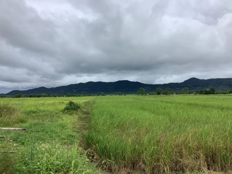 ที่ดินเปล่า ตห้วยสัก อเมือง เชียงราย