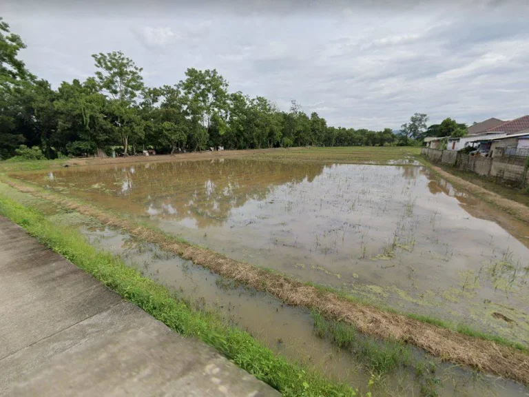 ขายที่นาเมืองเชียงราย 5 ไร่ ติดถนนคอนกรีต ใกล้ถนนพหลโยธิน 1 - 800 เมตร จเชียงราย