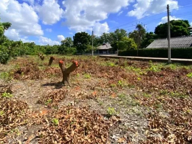 เจ้าของขายเอง ที่ดินแม่วาง 42 ตรว 99000 บาท มีไฟฟ้า มีประปา มีเพื่อนบ้าน