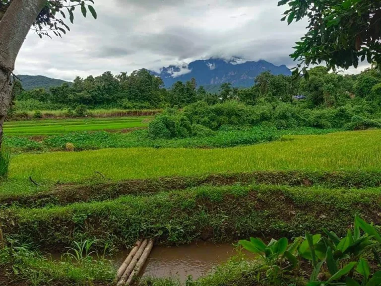 ขายที่นา เนินดอยวิวดอยหลวง เชียงดาว โฉนดพร้อมโอน