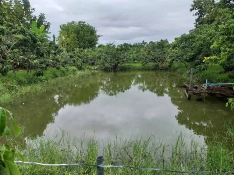 ขายที่สวนลำใย ยุหว่า ห่างถนนหลัก 700 เมตร พร้อมโอน