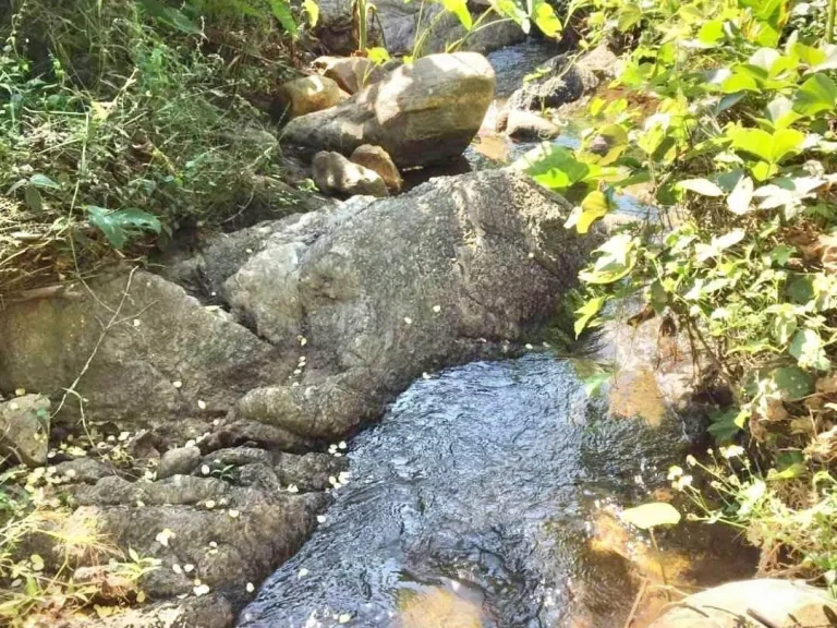 ขายที่บนเนินดอย ติดลำเหมือง บ้านปงหางดงพร้อมโอน