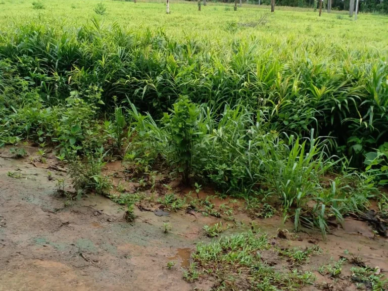 ที่ดิน โฉนด ไร่ละ400000 โฉนด ห่างทางหลวง200กว่าเมตรเป็นเนิน 30 องศา