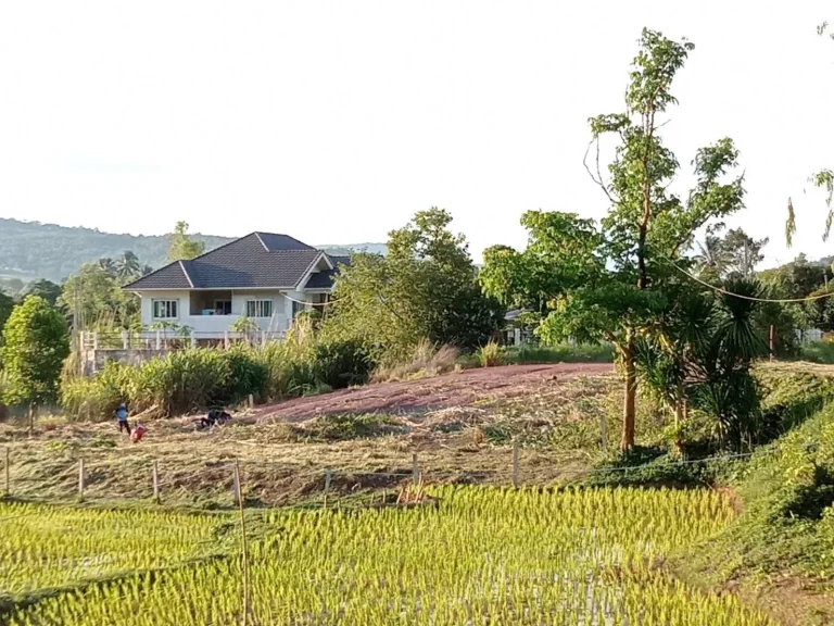 ที่ดินสวยมากๆใกล้ทางหลวง 2 งาน 50 ตรวโฉนดพร้อมโอน บรรยากาศดีเหมาะกับบ้านพักตากอากาศ